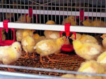 Poultry Watering System