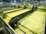 French Fries Production Line