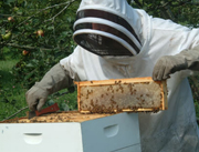 Beekeeping Equipments