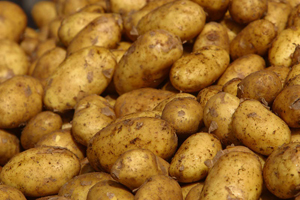 Potato Minituber Supply